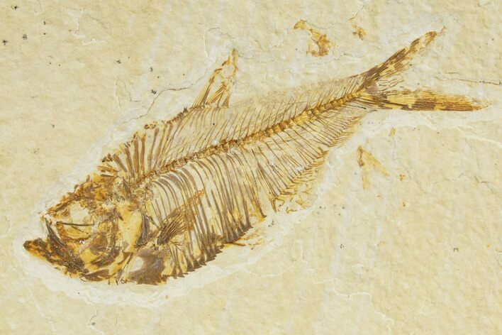 Detailed Fossil Fish (Diplomystus) - Wyoming #345374